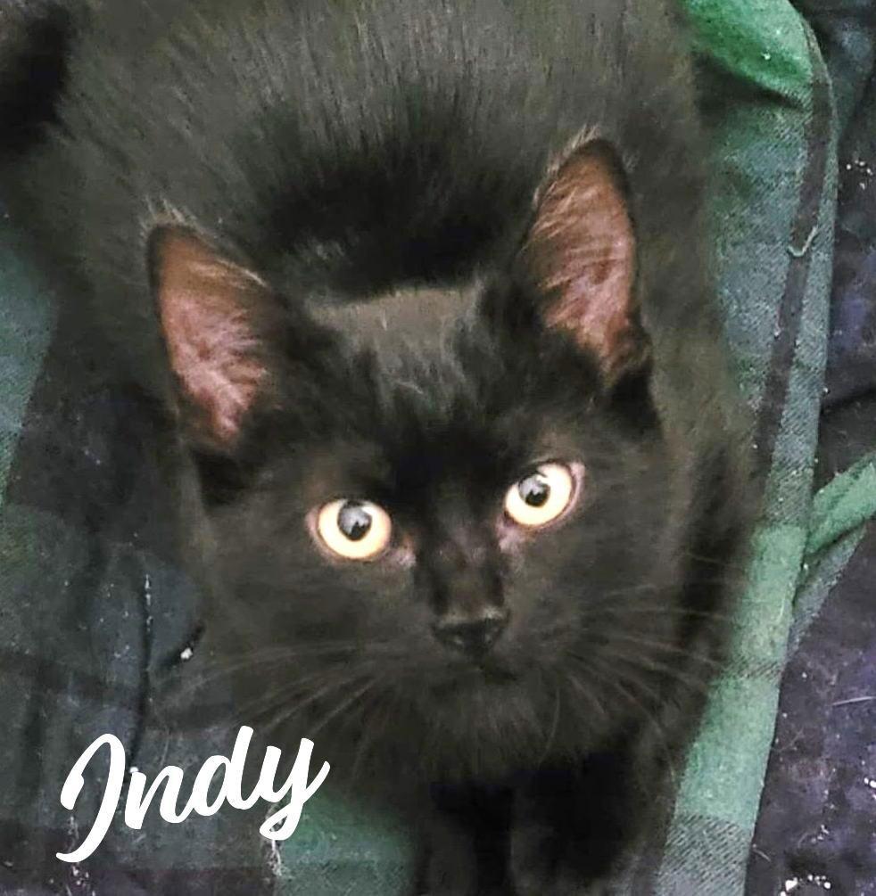 Indy #copper-penny-eyes, Adoptable, Adult Male Bombay & Domestic Short Hair.
