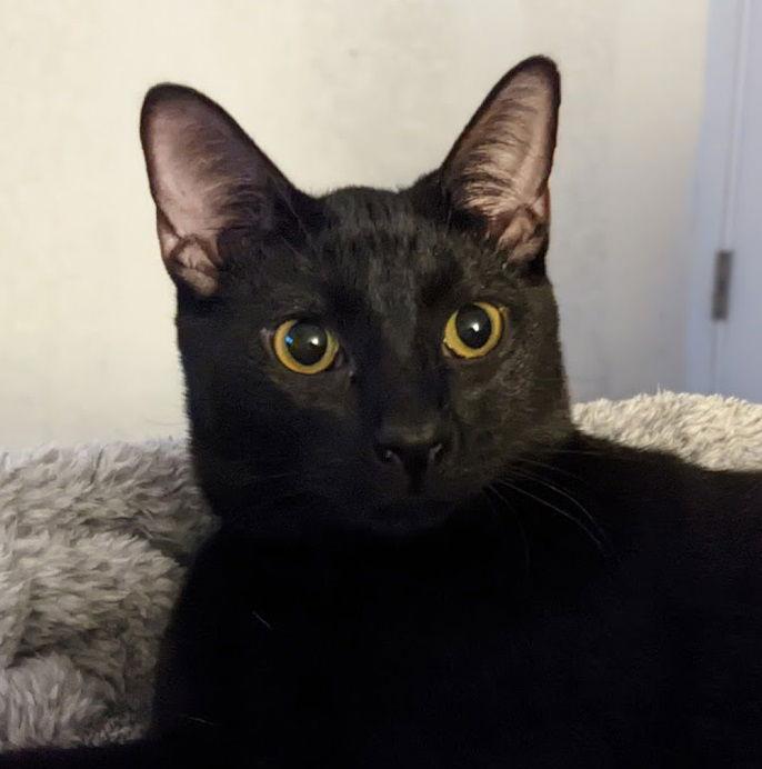 Enlarge Indy #copper-penny-eyes, a Adoptable mixed breed in Houston, TX image 2/3