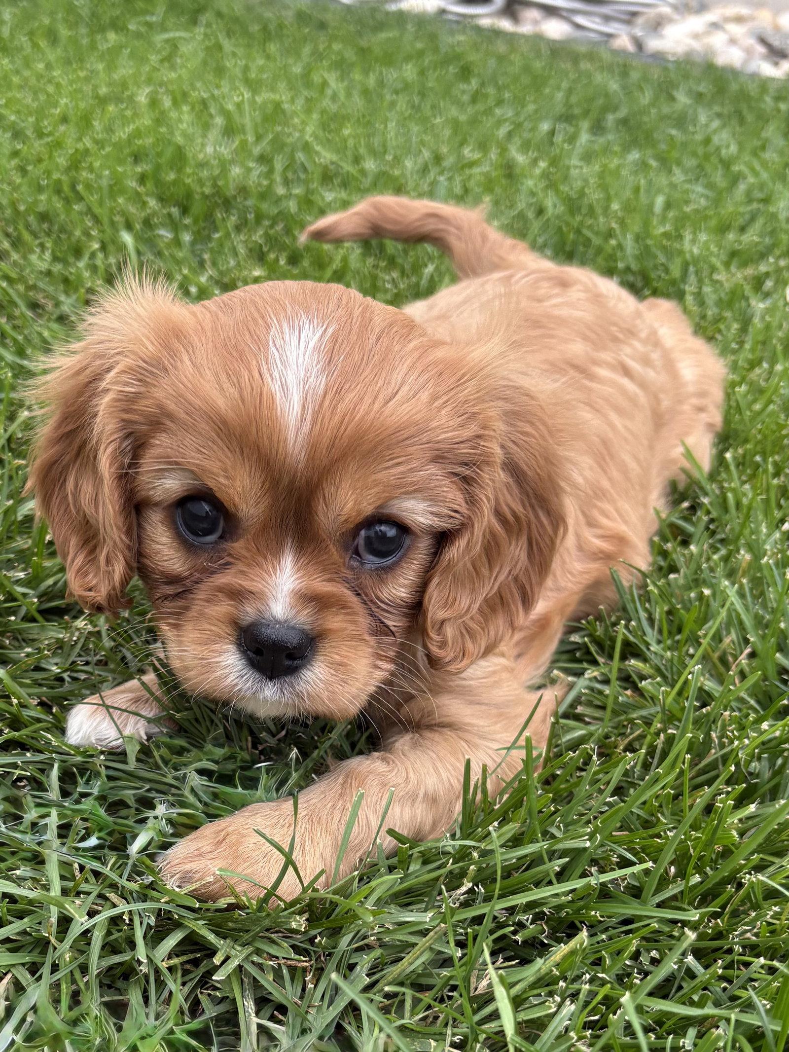 Lucy, Adopted, Puppy Female Cavalier King Charles Spaniel.