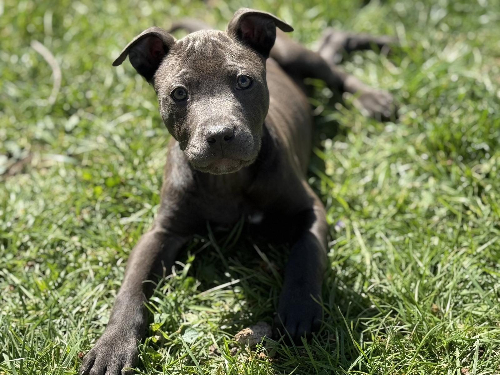 Enlarge Maddie, a Adoptable Pit Bull Terrier in Fenton, MO image 1/3