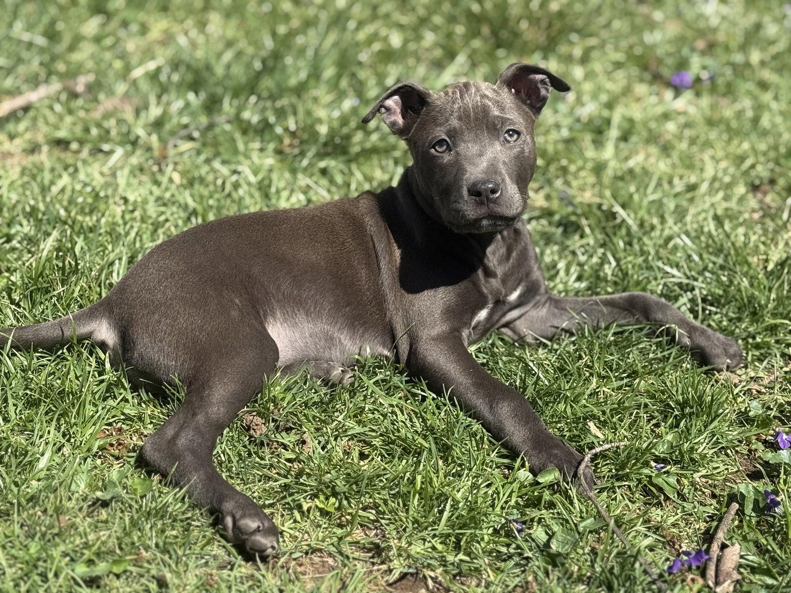 Enlarge Maddie, a Adoptable Pit Bull Terrier in Fenton, MO image 2/3