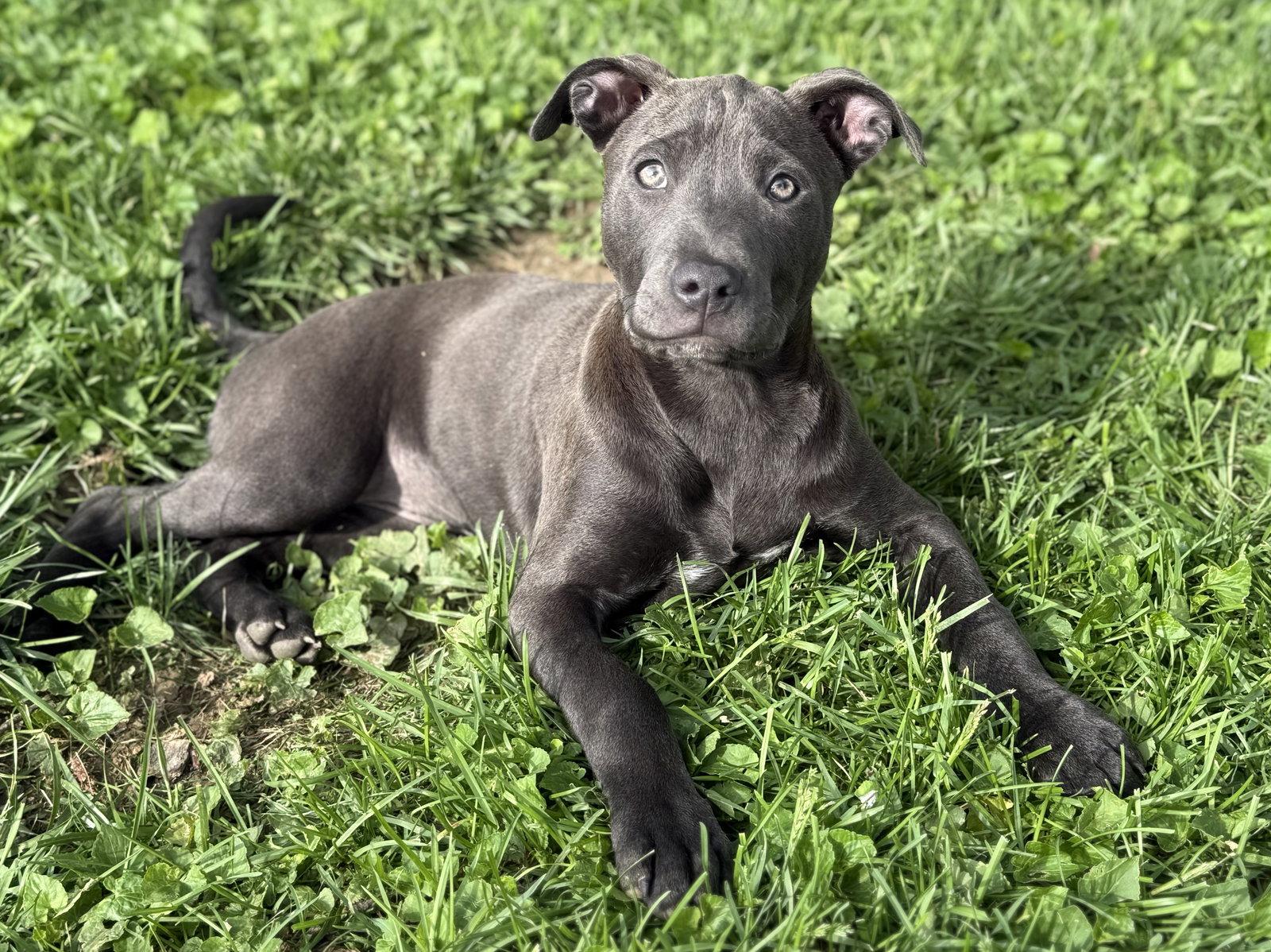 Enlarge Maddie, a Adoptable Pit Bull Terrier in Fenton, MO image 3/3