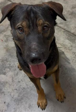 Enlarge Tucker, a Adoptable mixed breed in Lampasas, TX image 1/2