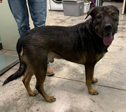 Enlarge Tucker, a Adoptable mixed breed in Lampasas, TX image 2/2