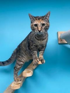 Enlarge Batman, a Adoptable mixed breed in Effingham, IL image 1/1
