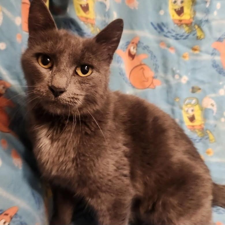 Rebel, a ADOPTABLE Exotic Shorthair in Maple Shade, NJ image 2/2