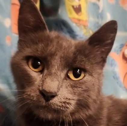 Rebel, ADOPTABLE, Young Female Exotic Shorthair.