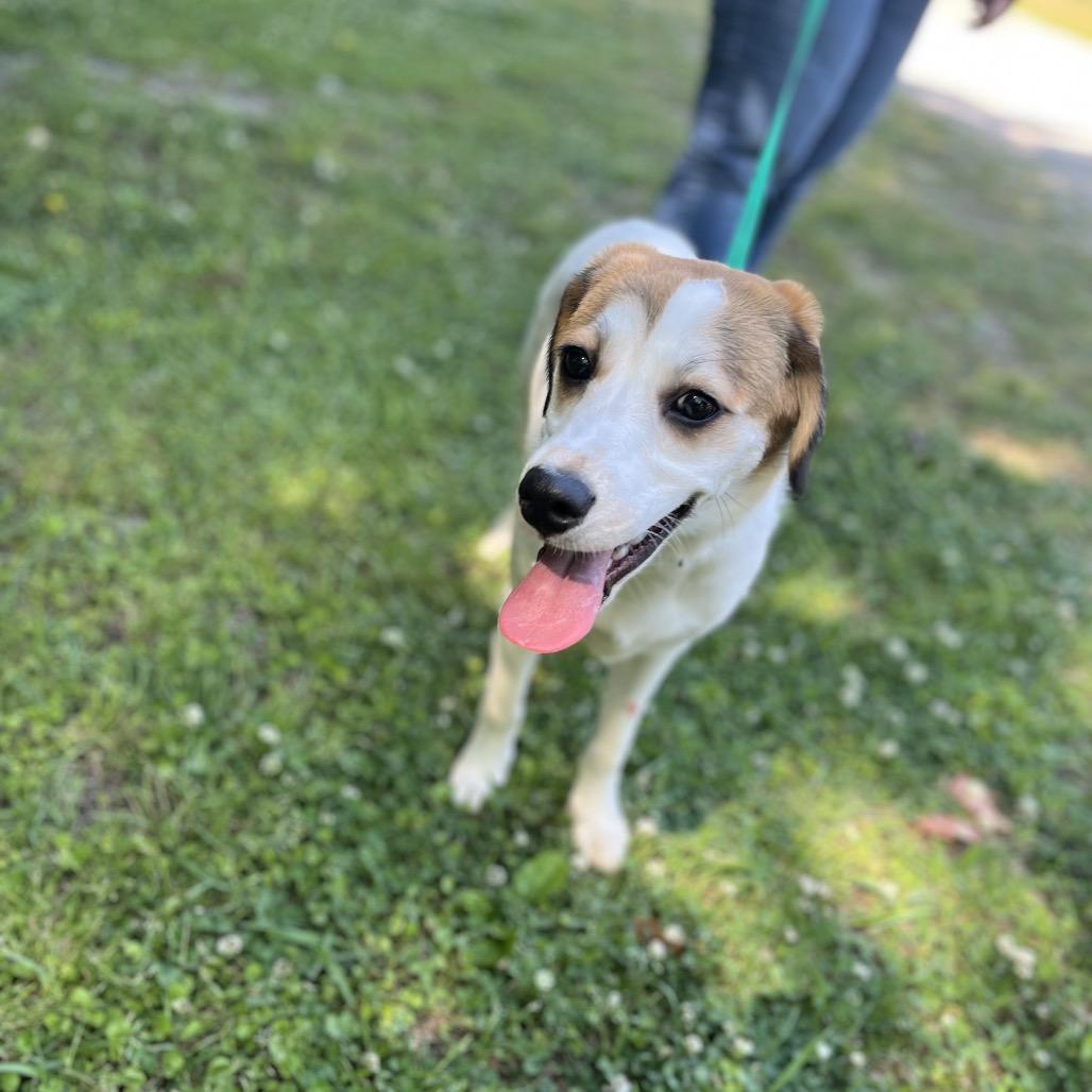 Enlarge Ruby, a Adoptable mixed breed in Clanton, AL image 1/2