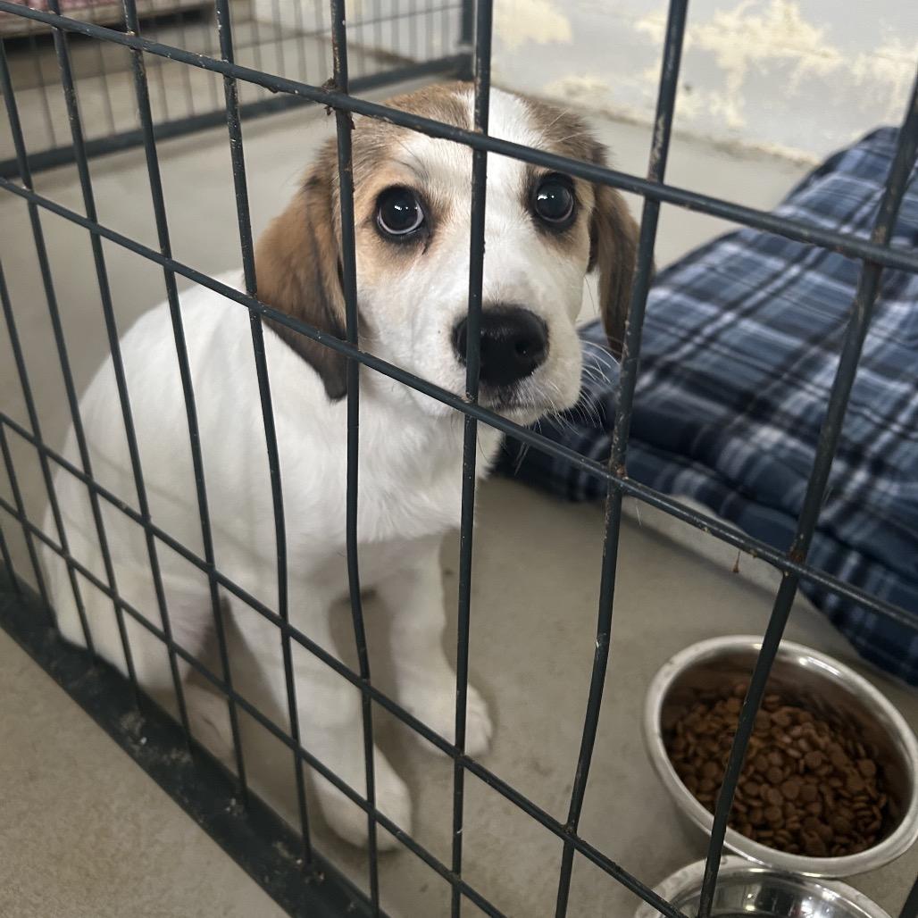 Enlarge Ruby, a Adoptable mixed breed in Clanton, AL image 2/2