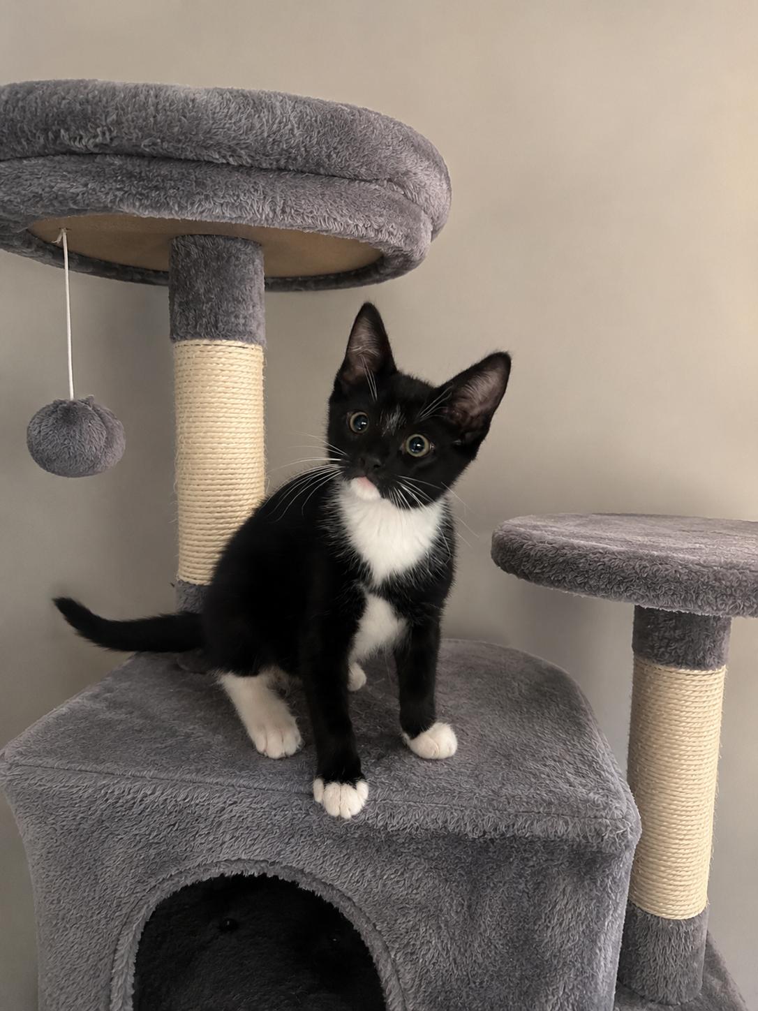 Orion, Adoptable, Kitten Male Domestic Short Hair.