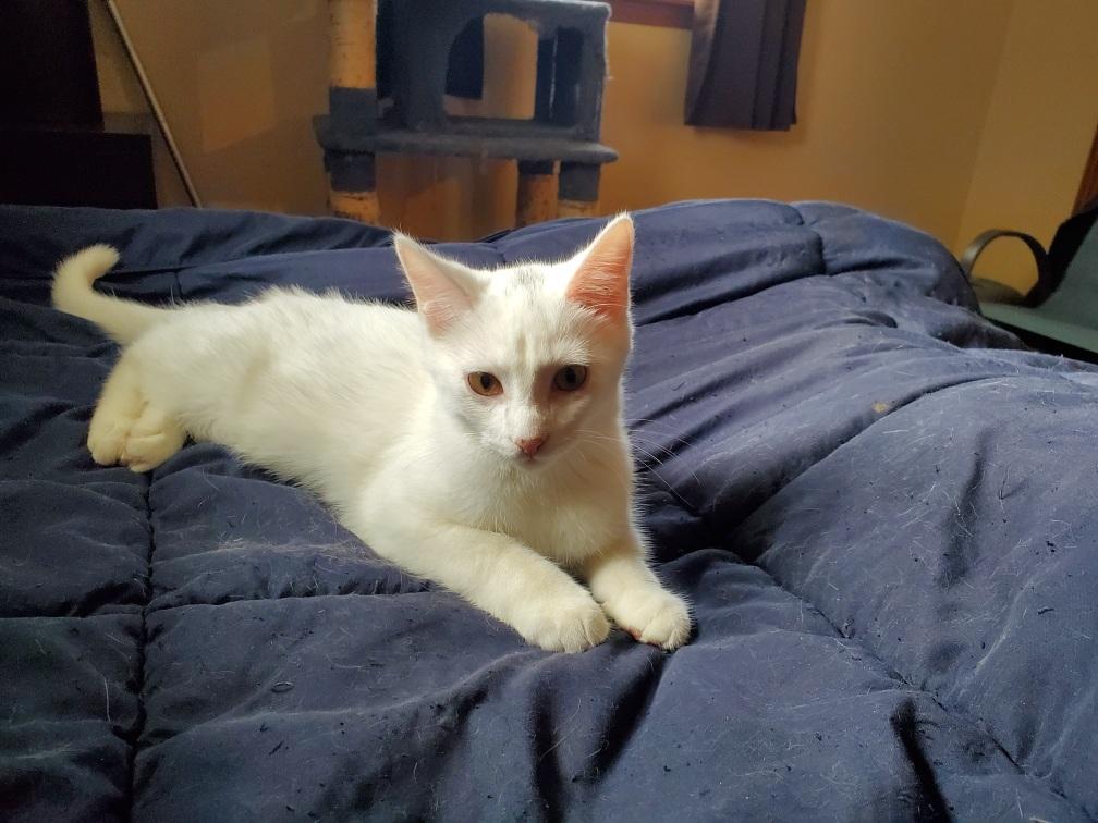 Enlarge BENJI, an adopted Domestic Short Hair in Chicago Ridge, IL image 1/1