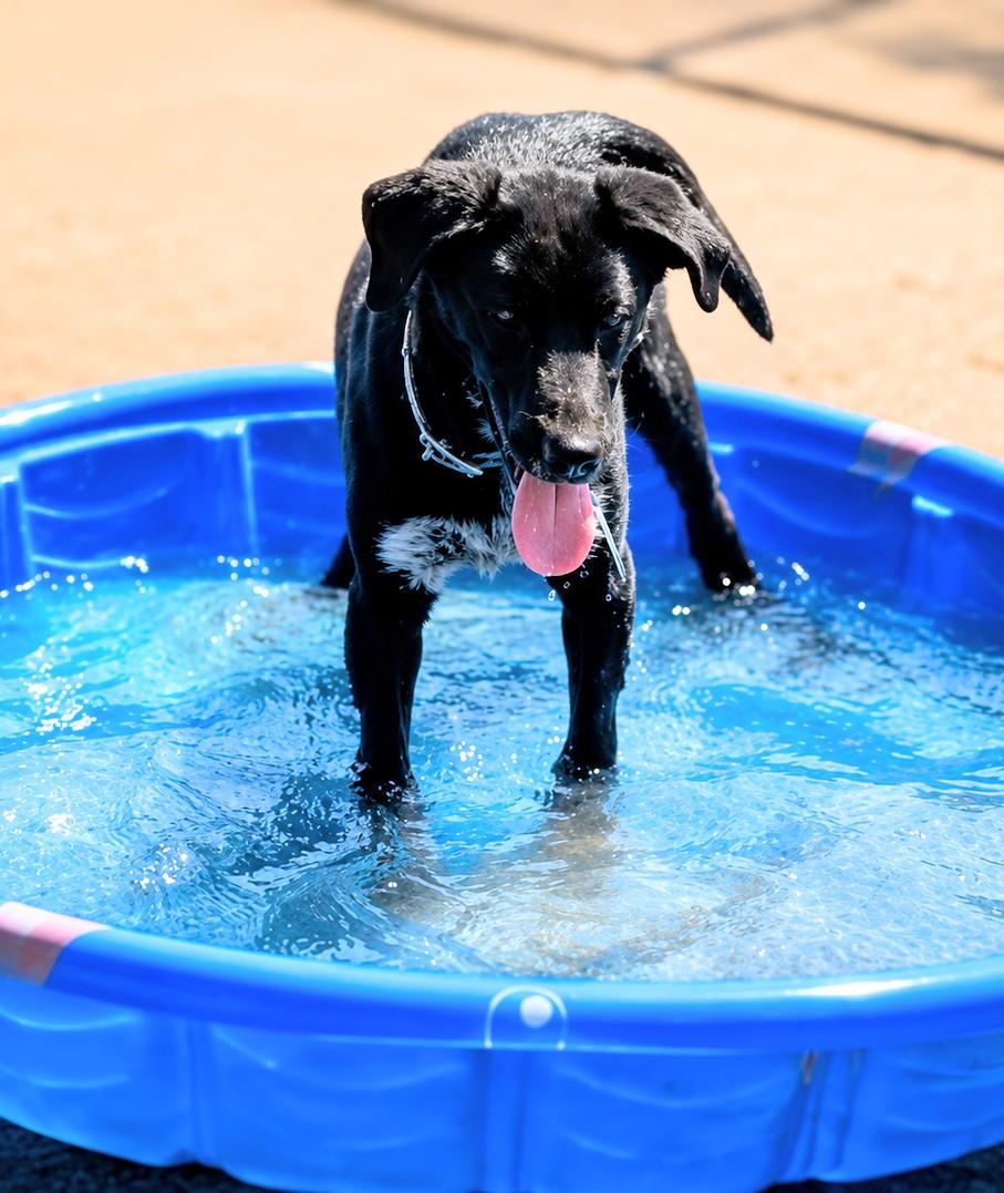 Enlarge Elmo, a ADOPTABLE mixed breed in Pinedale, WY image 3/4