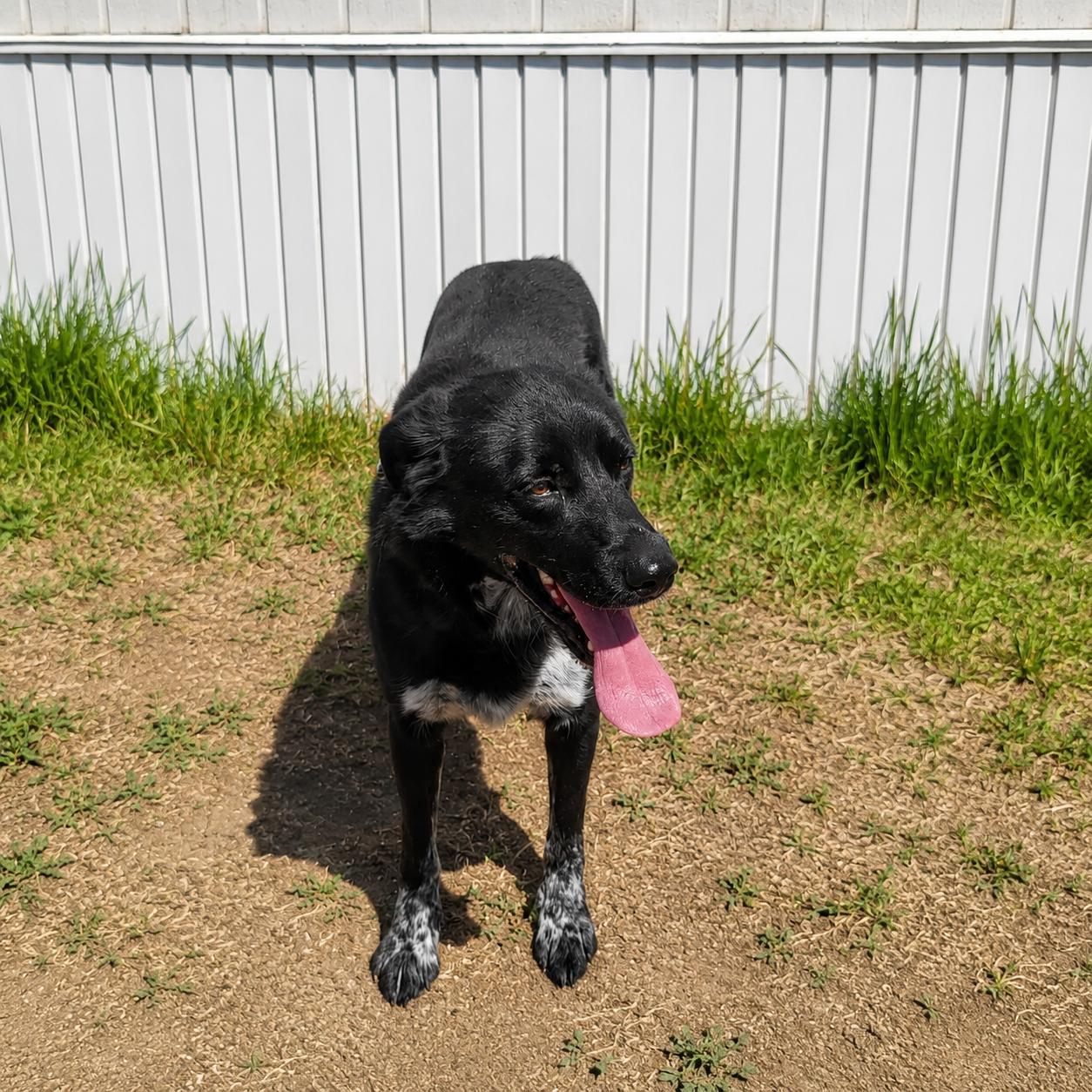 Enlarge Elmo, a ADOPTABLE mixed breed in Pinedale, WY image 4/4