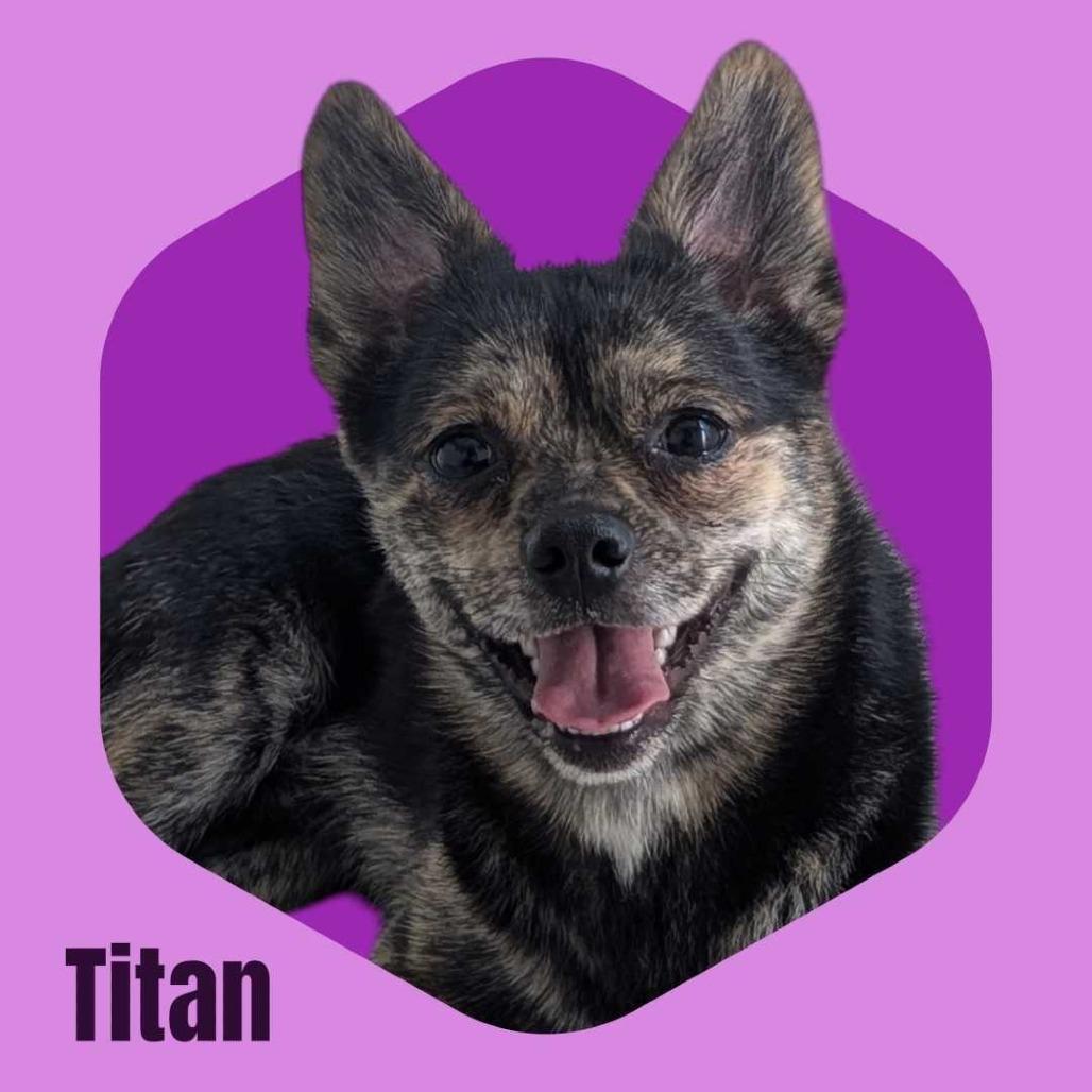Enlarge Titan, a Adoptable mixed breed in Concord, NH image 1/2