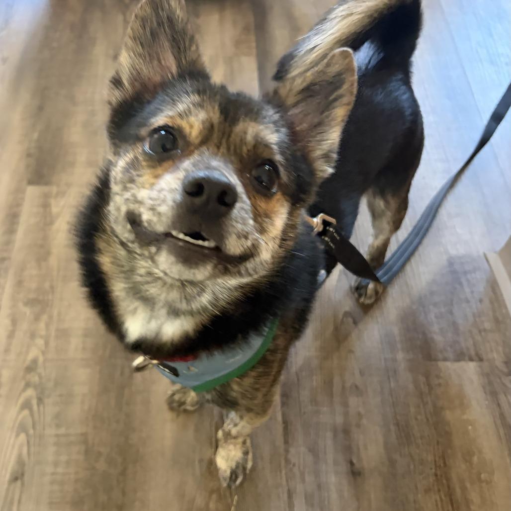 Enlarge Titan, a Adoptable mixed breed in Concord, NH image 2/2