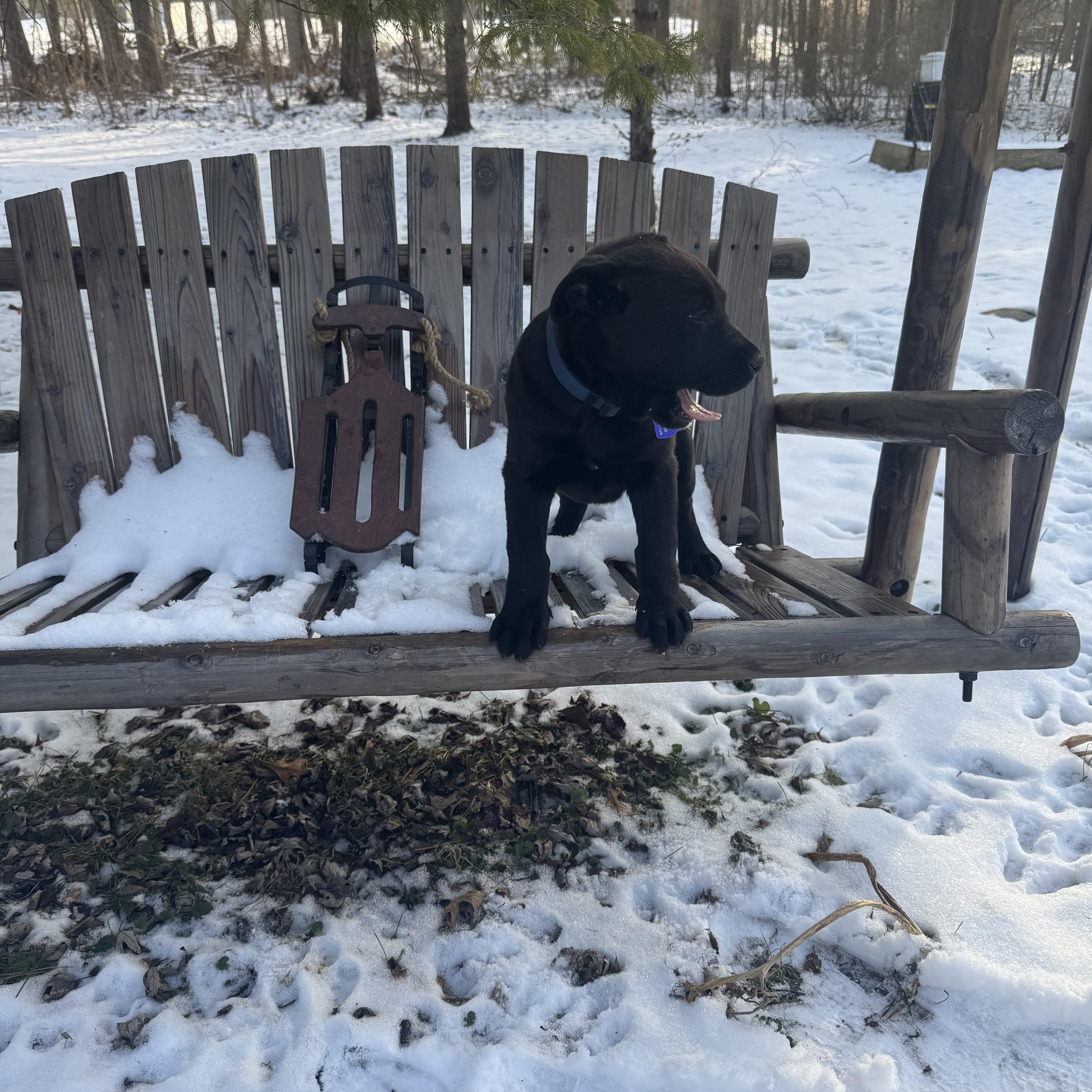 Minnie, an adopted mixed breed in Garden City, MI image 2/3