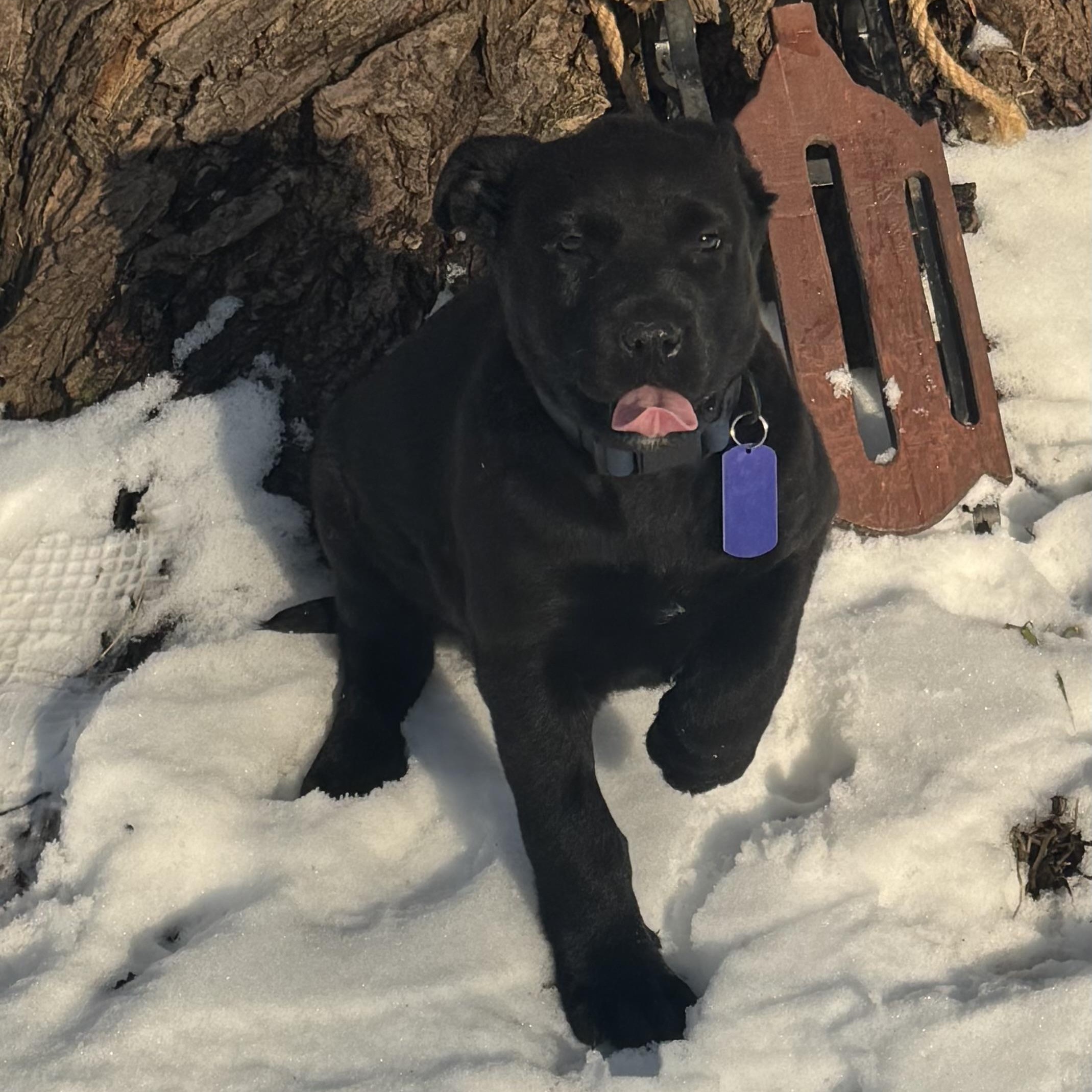 Minnie, adopted, Puppy Female Labrador Retriever & German Shepherd Dog.