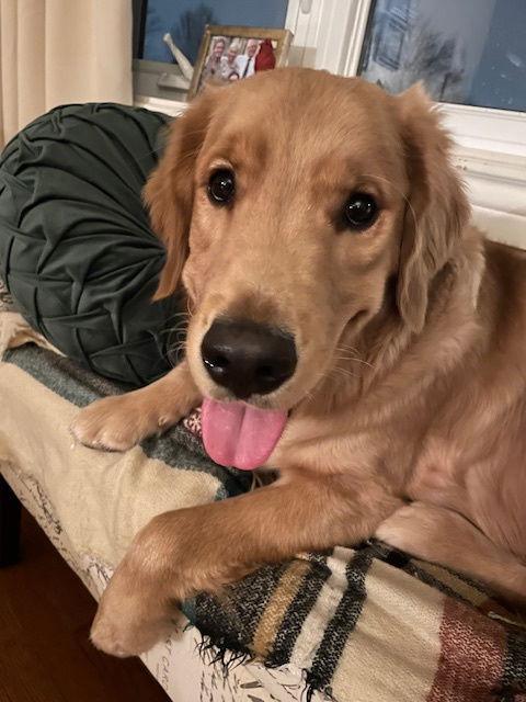 Sheer, Adoptable, Young Male Golden Retriever.