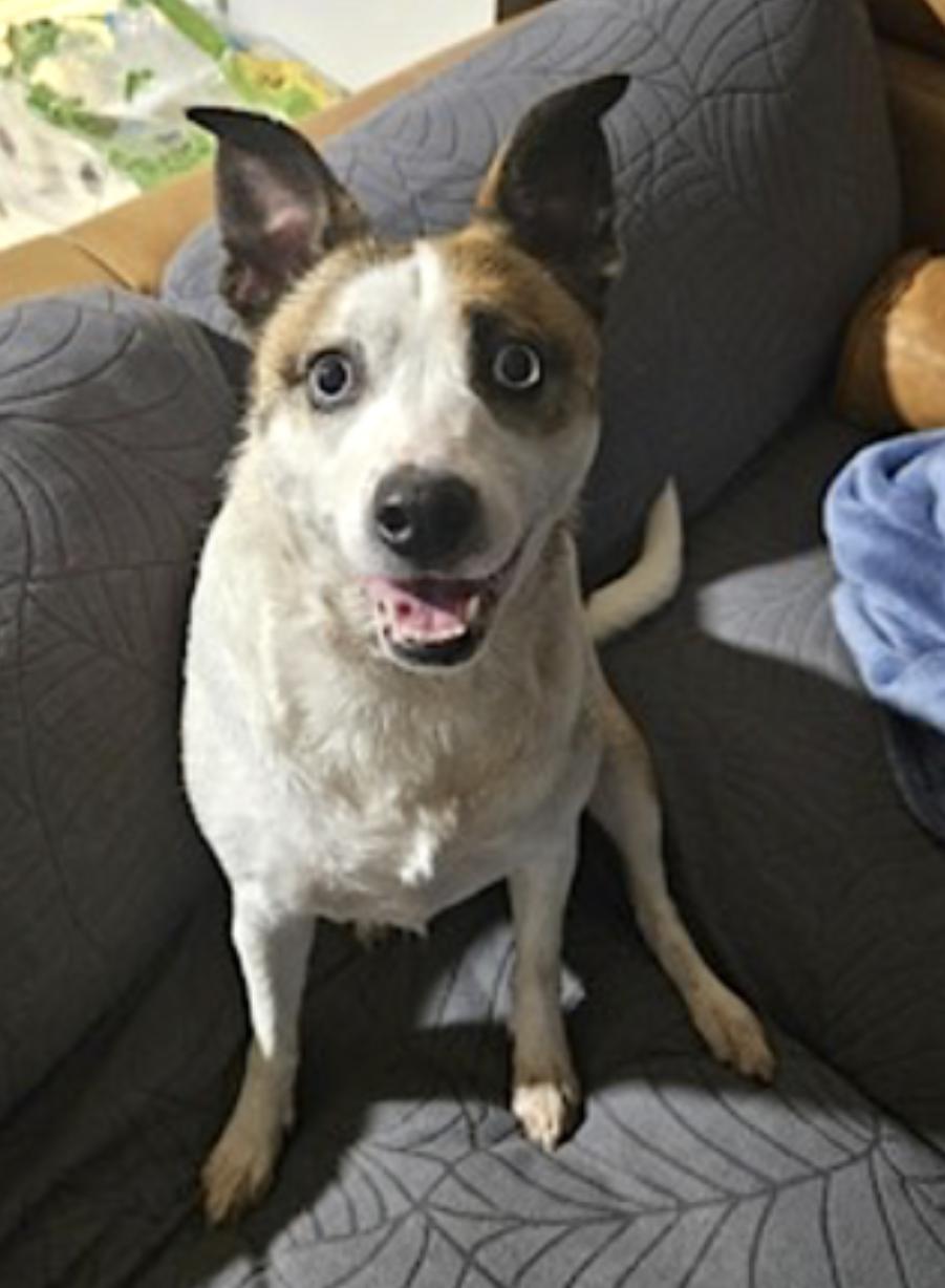 Wheezy — thumbnail 2