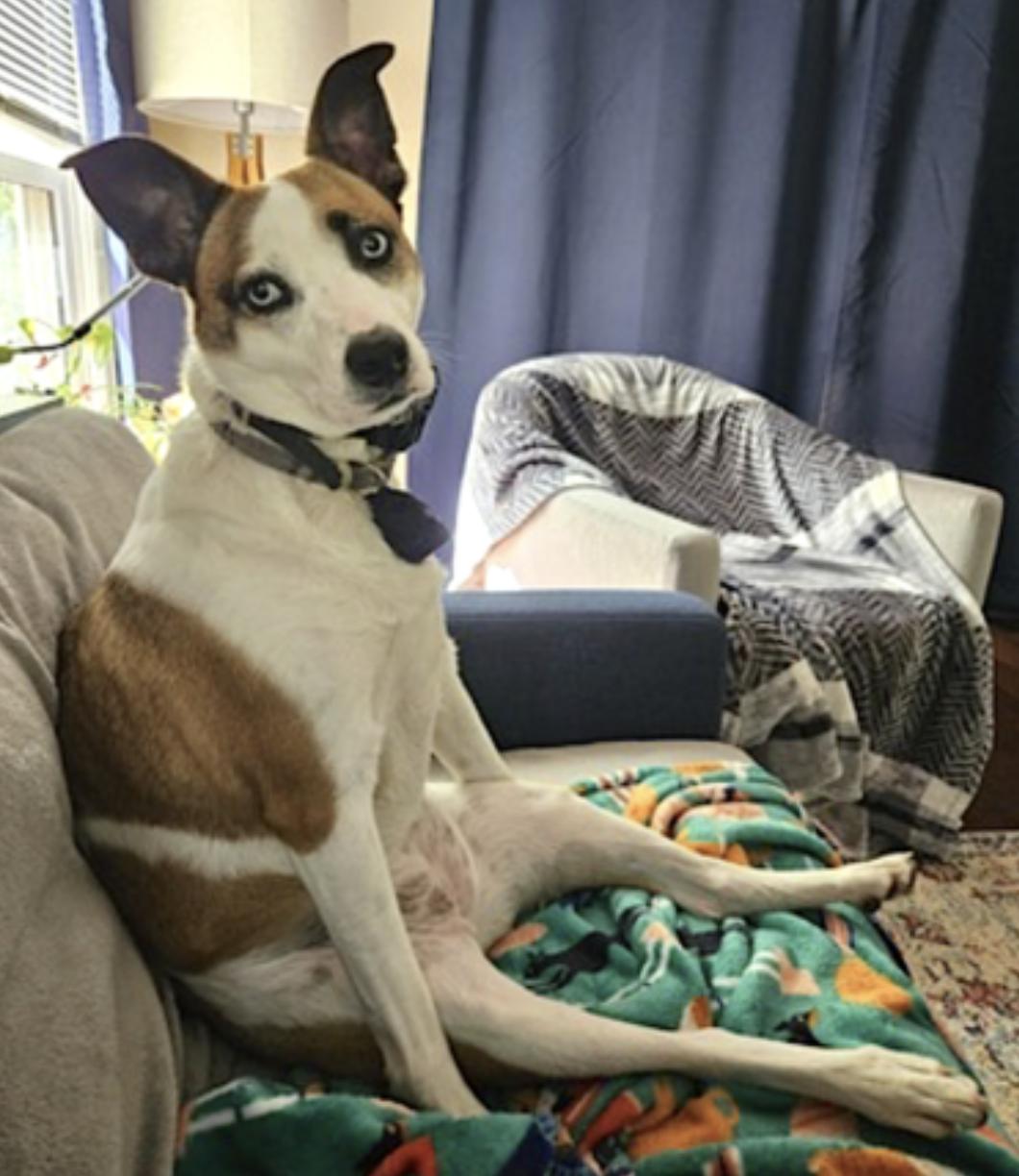 Wheezy — thumbnail 3