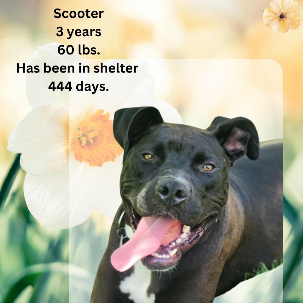 Enlarge Scooter, a Adoptable mixed breed in Shinnston, WV image 1/4