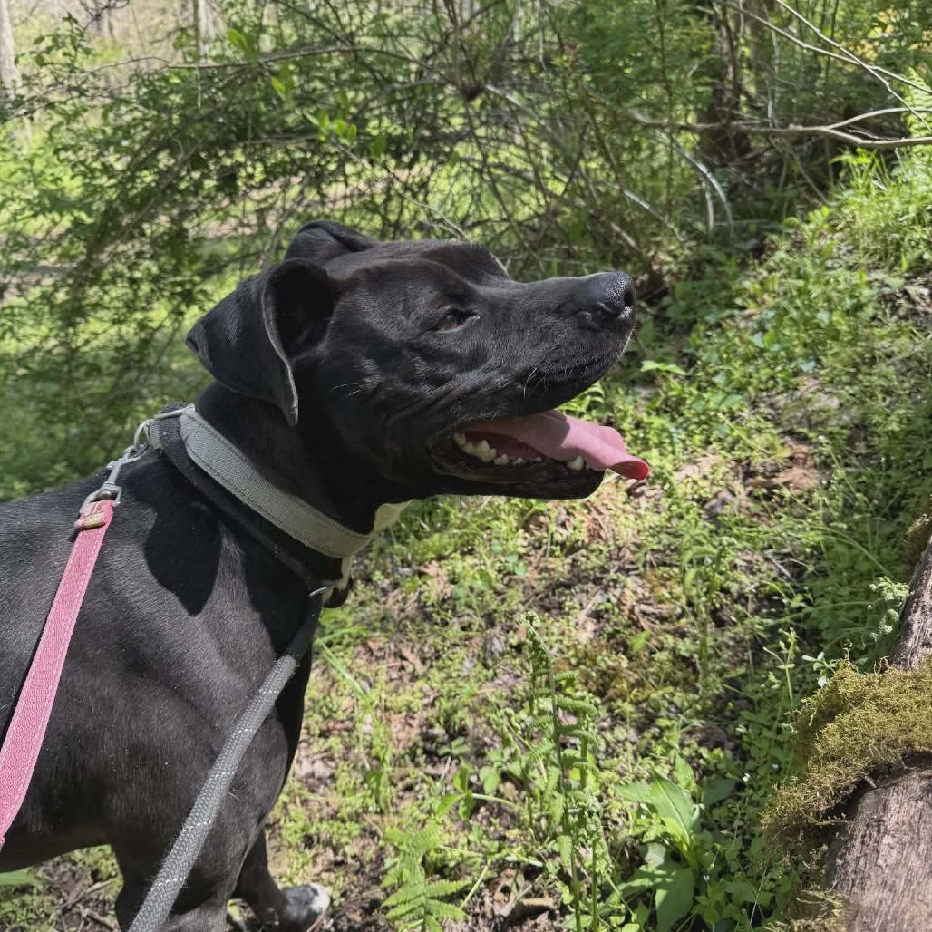 Enlarge Scooter, a Adoptable mixed breed in Shinnston, WV image 2/4