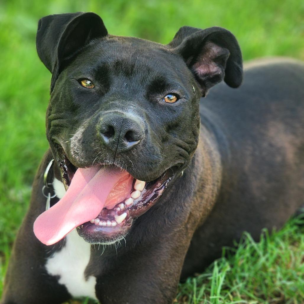 Enlarge Scooter, a Adoptable Pit Bull Terrier in Shinnston, WV image 1/1