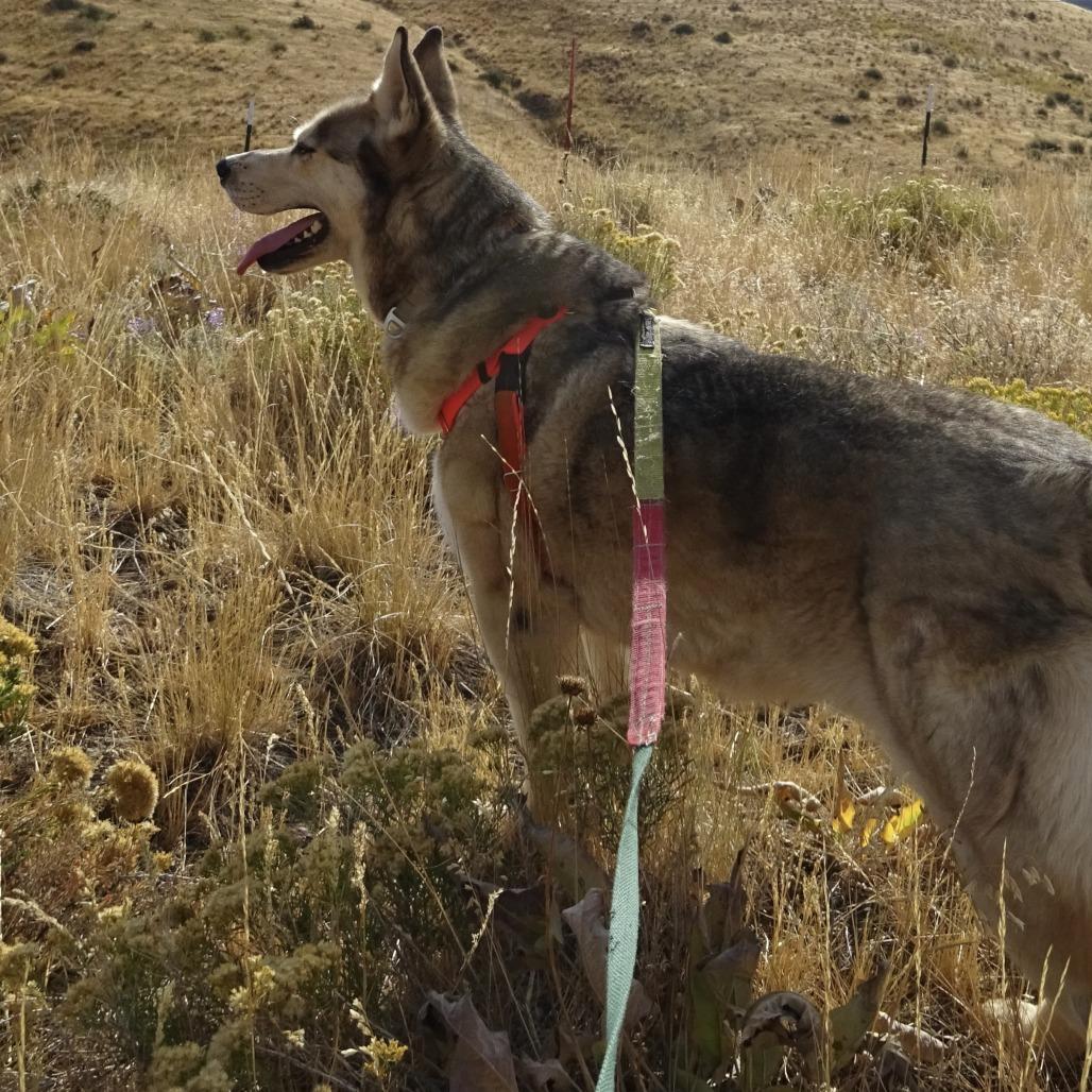 Enlarge Wally, a Adoptable mixed breed in Hailey, ID image 1/6
