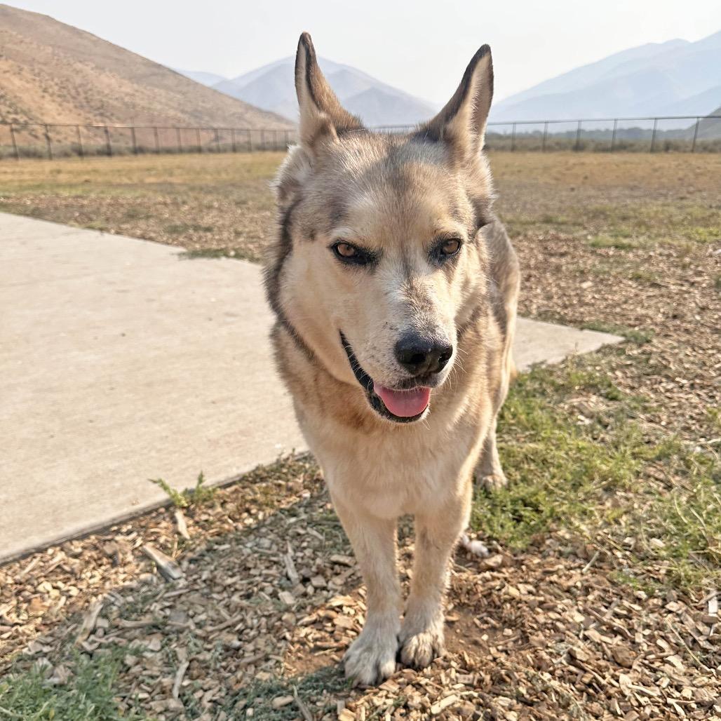 Enlarge Wally, a Adoptable mixed breed in Hailey, ID image 2/6
