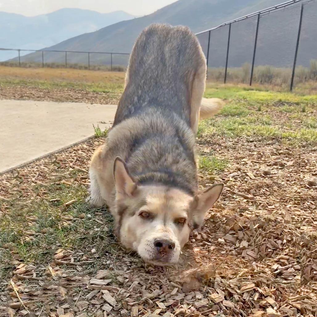 Enlarge Wally, a Adoptable mixed breed in Hailey, ID image 3/6