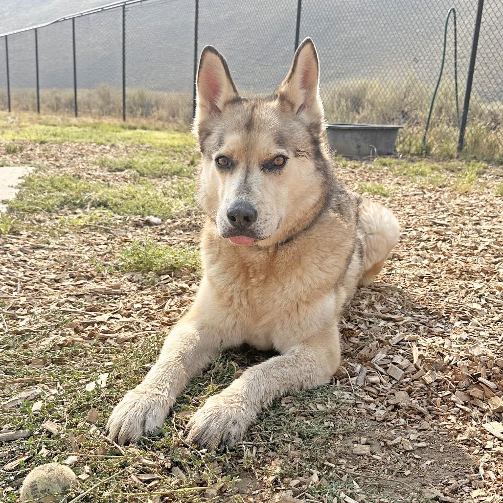 Enlarge Wally, a Adoptable mixed breed in Hailey, ID image 4/6