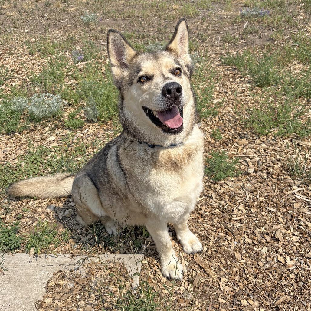 Wally, Adoptable, Senior Male Husky & Mixed Breed.