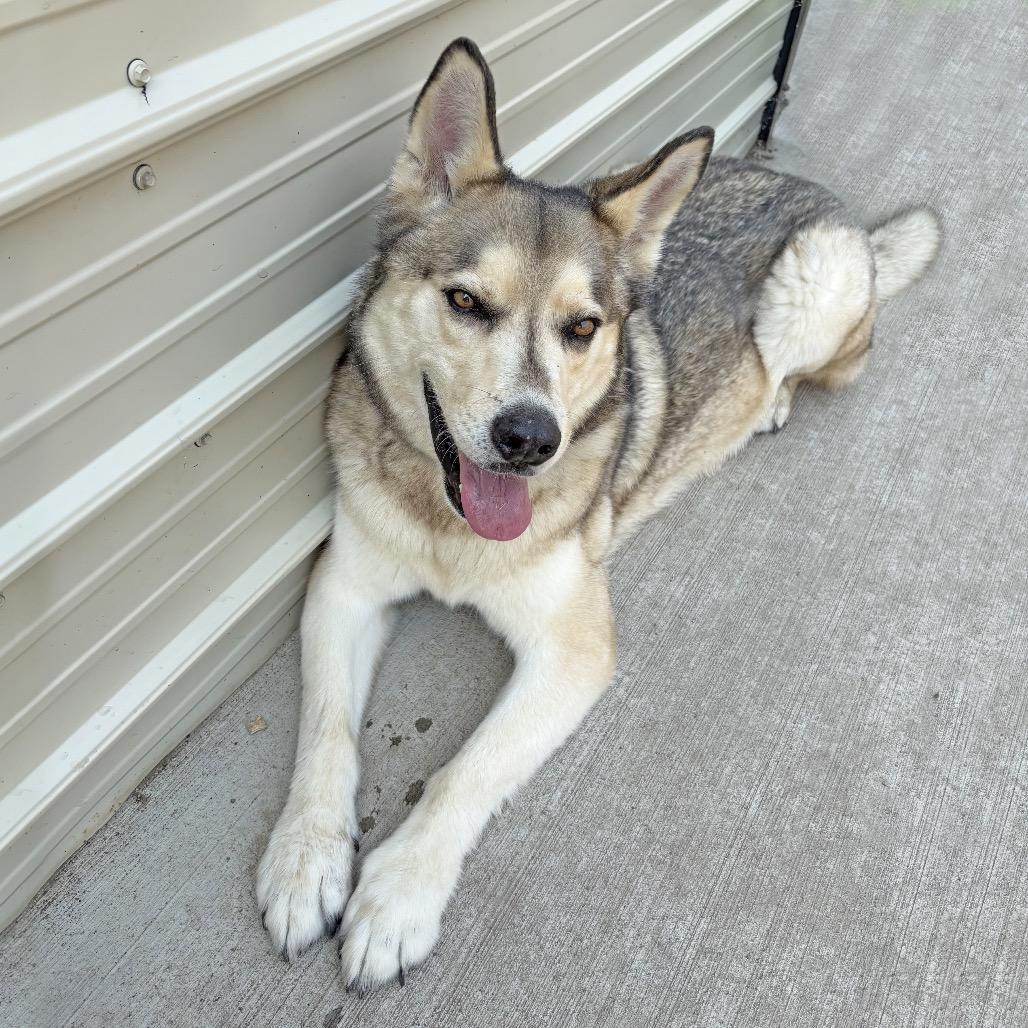 Enlarge Wally, a Adoptable mixed breed in Hailey, ID image 2/2