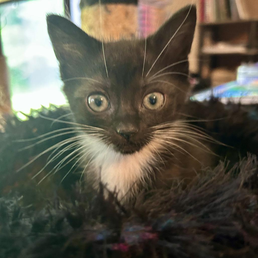 Enlarge Jicama, a Adoptable Domestic Short Hair in Huntsville, AL image 1/1