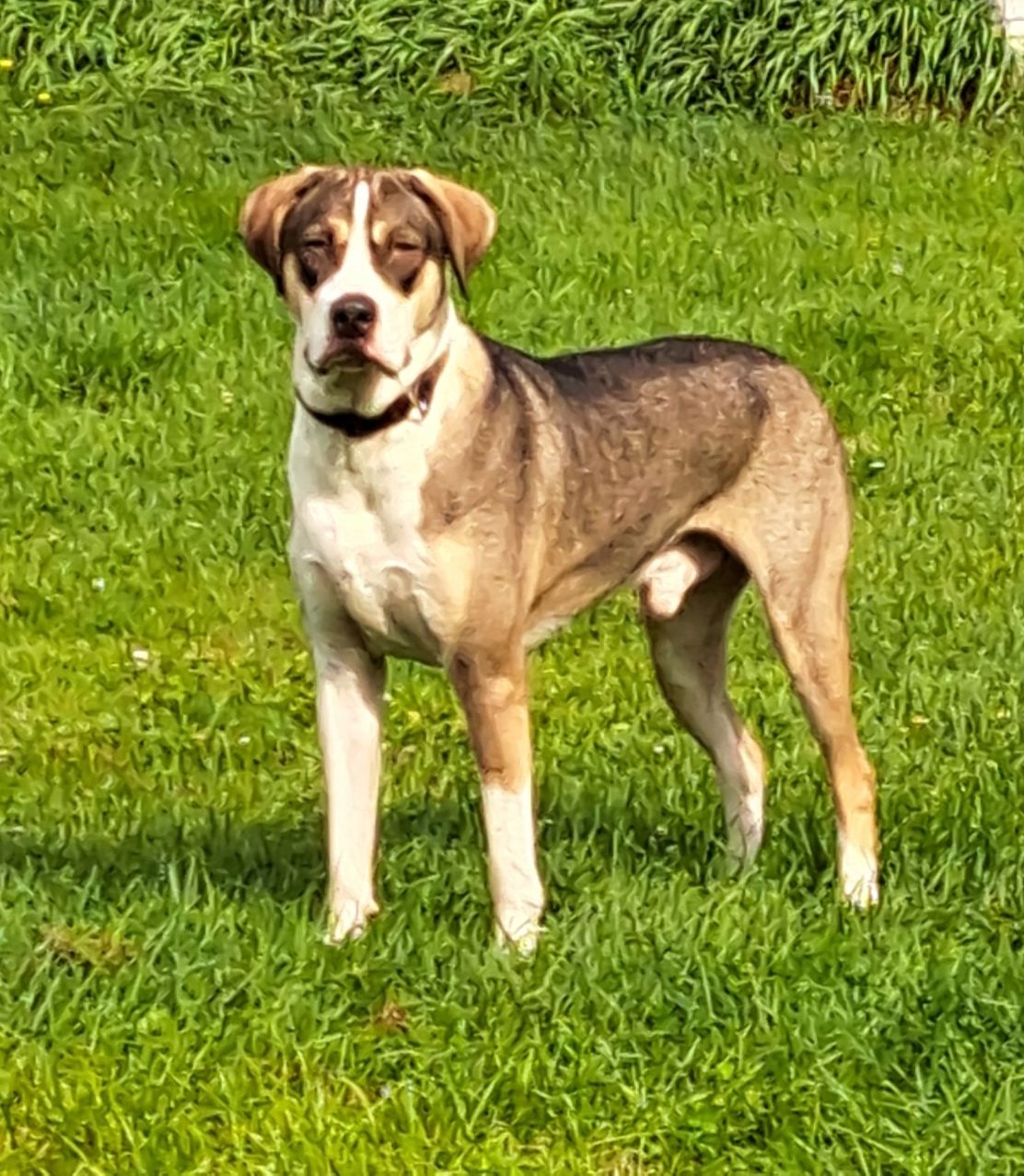 Enlarge Cruze, a Adoptable mixed breed in Clinton, ME image 4/6