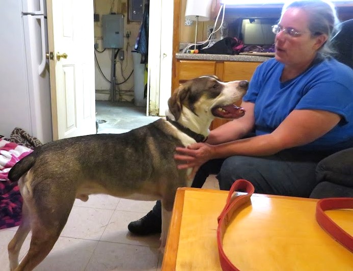 Enlarge Cruze, a Adoptable mixed breed in Clinton, ME image 6/6