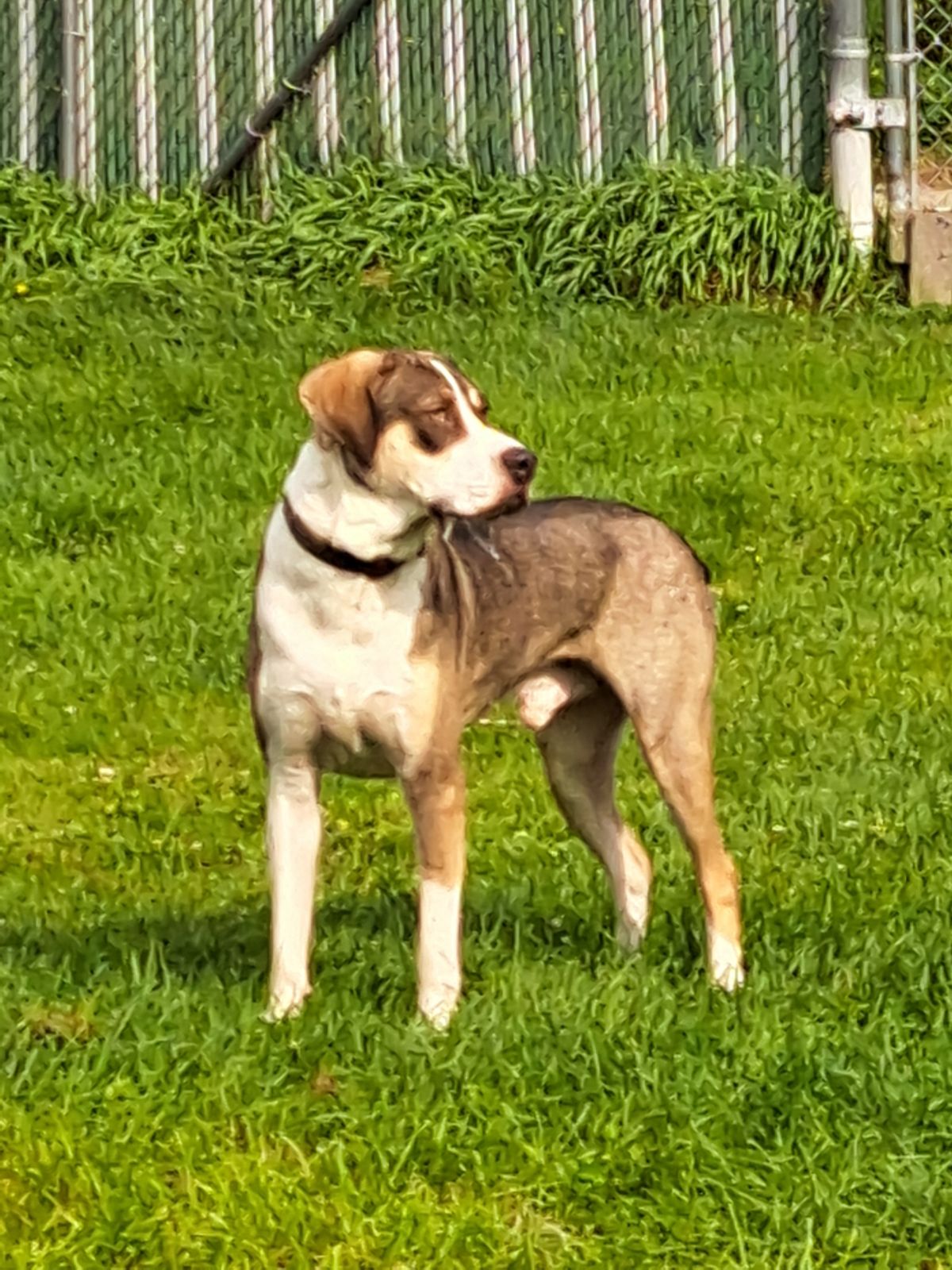 Enlarge Cruze, a Adoptable mixed breed in Clinton, ME image 5/6