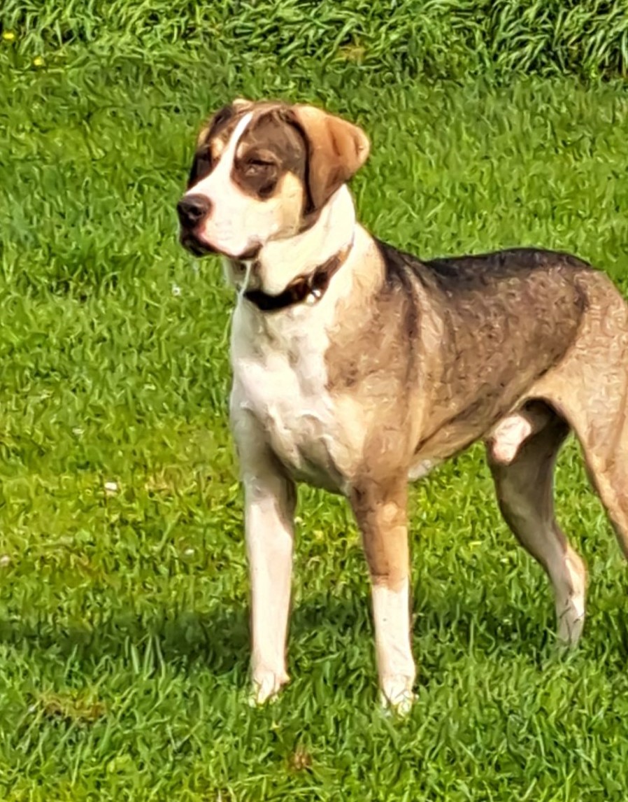 Enlarge Cruze, a Adoptable mixed breed in Clinton, ME image 3/6