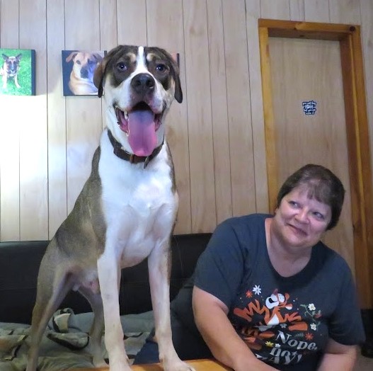 Enlarge Cruze, a Adoptable mixed breed in Clinton, ME image 2/6