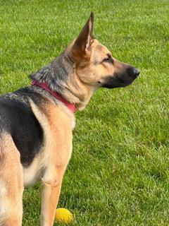 Enlarge Nova, a Adoptable German Shepherd Dog in Elgin, IL image 1/2