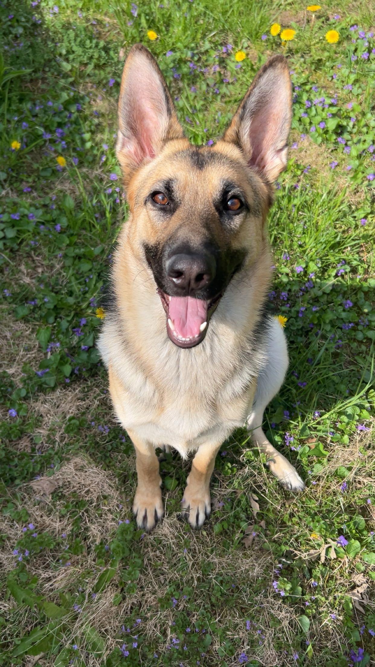 Enlarge Nova, a Adoptable German Shepherd Dog in Elgin, IL image 2/2