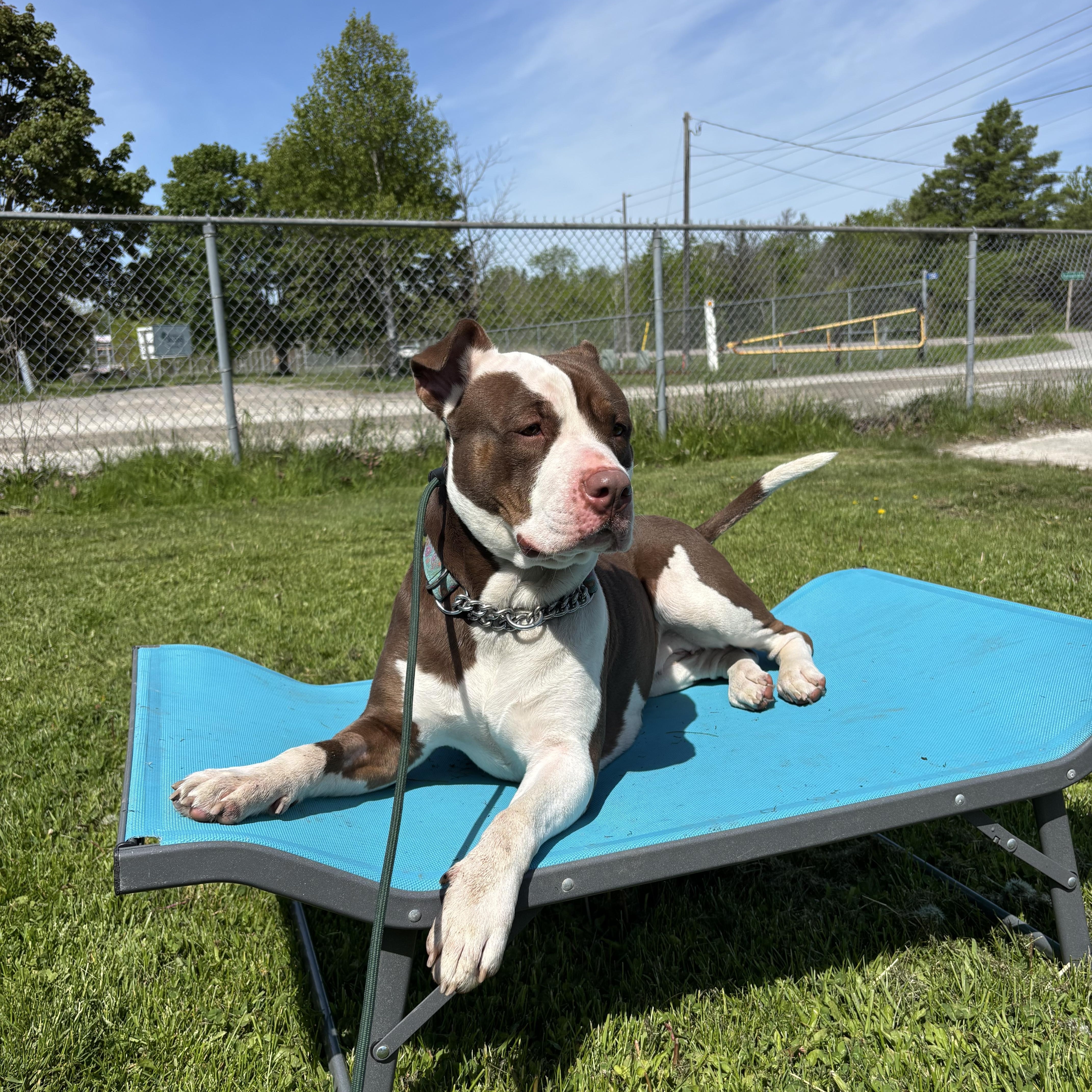 Coconut, an adoptable American Bulldog in Port Perry, ON, L9L 1B2 | Photo Image 1