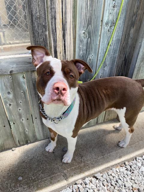 Coconut, an adoptable American Bulldog in Port Perry, ON, L9L 1B2 | Photo Image 2