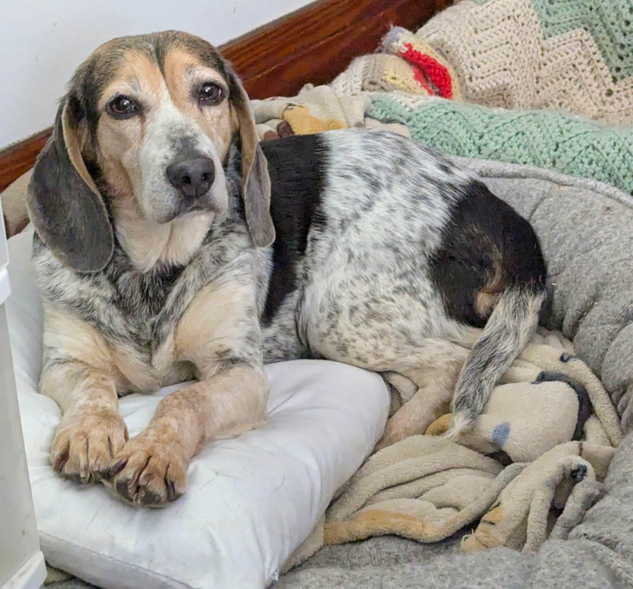 Enlarge Lucy, a Adoptable Beagle in Cowlesville, NY image 3/4