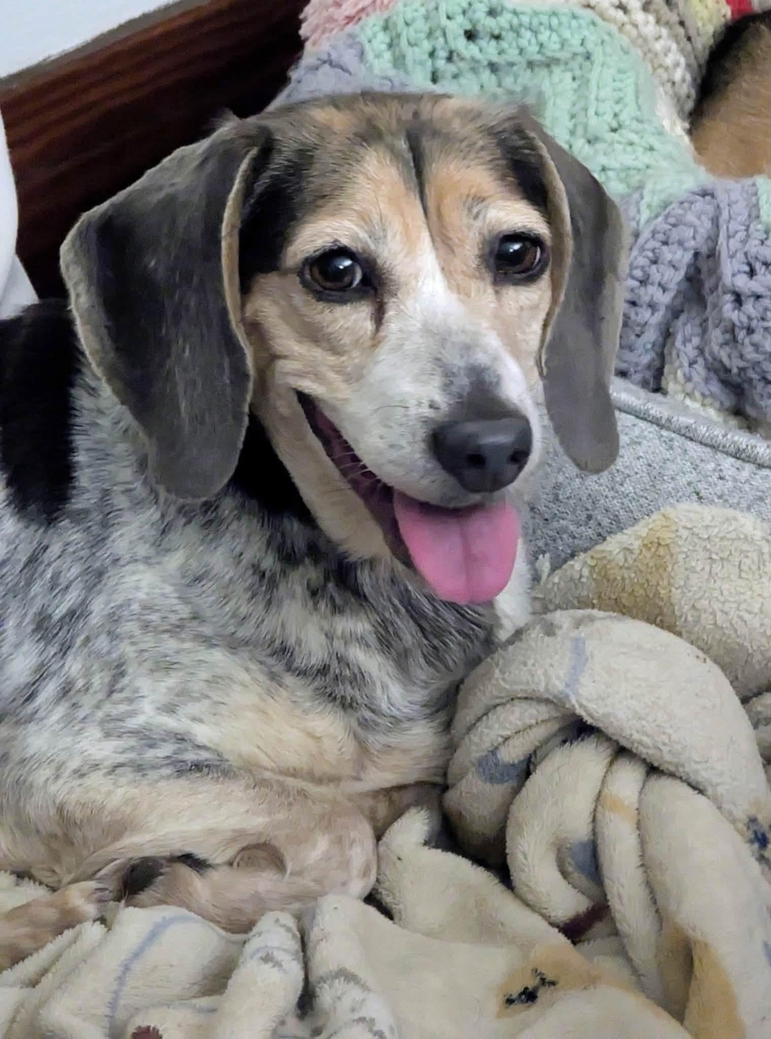 Enlarge Lucy, a Adoptable Beagle in Cowlesville, NY image 4/4