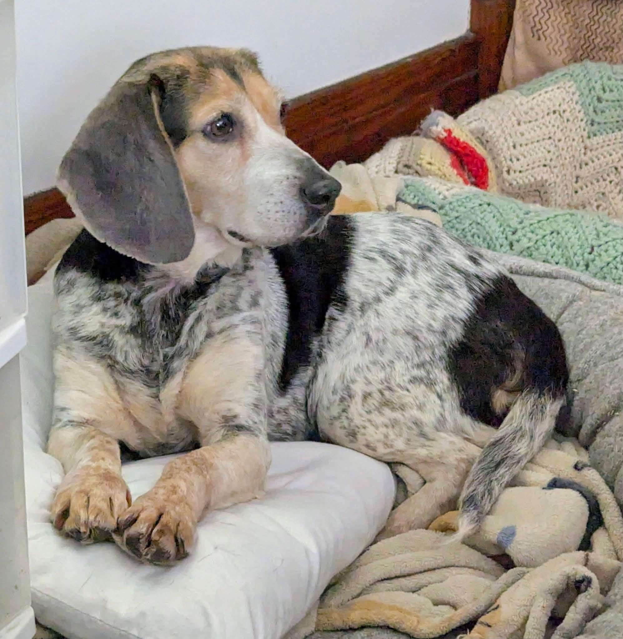 Lucy, Adoptable, Adult Female Beagle.