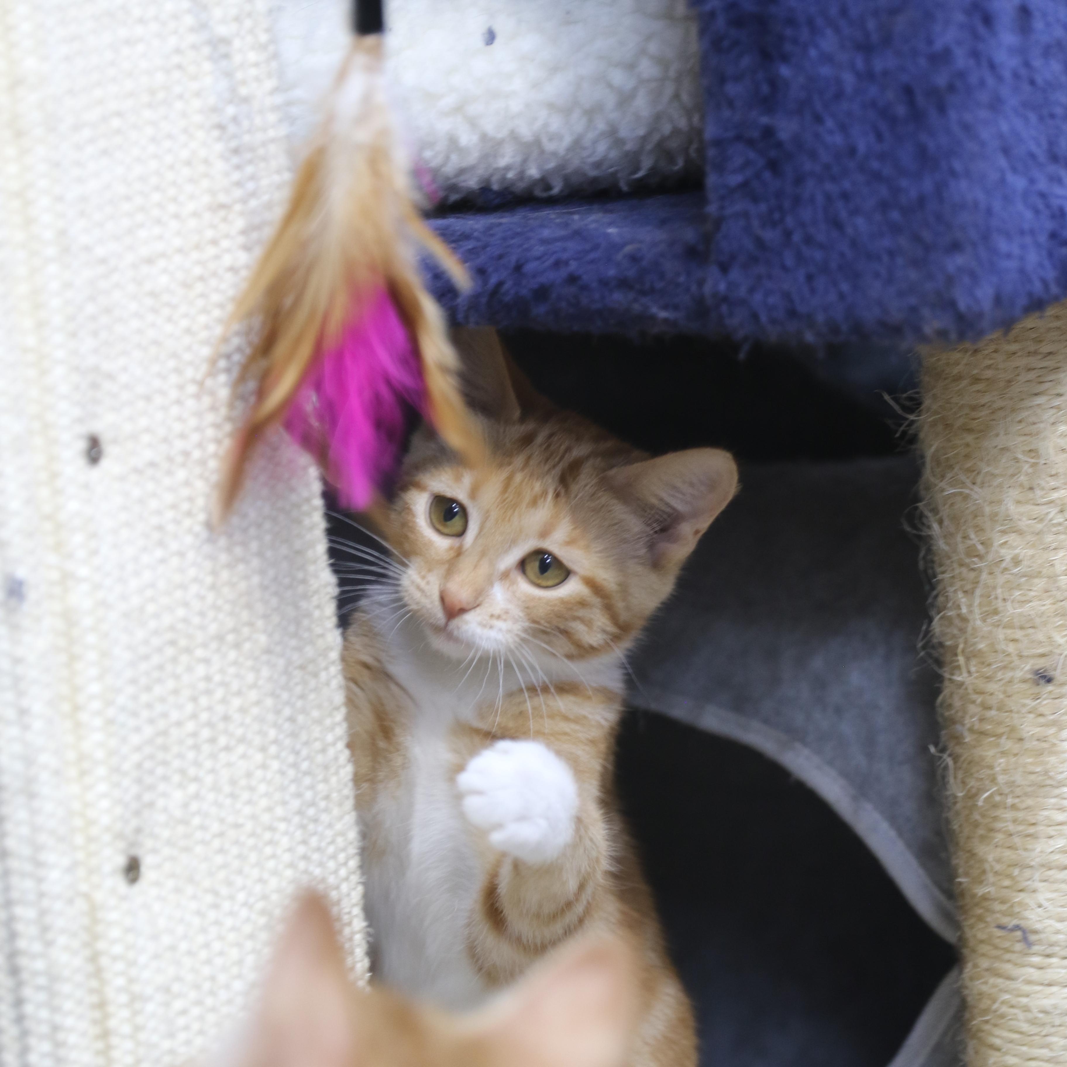 Bobbi, a ADOPTABLE Tabby in Cut Bank, MT image 1/5