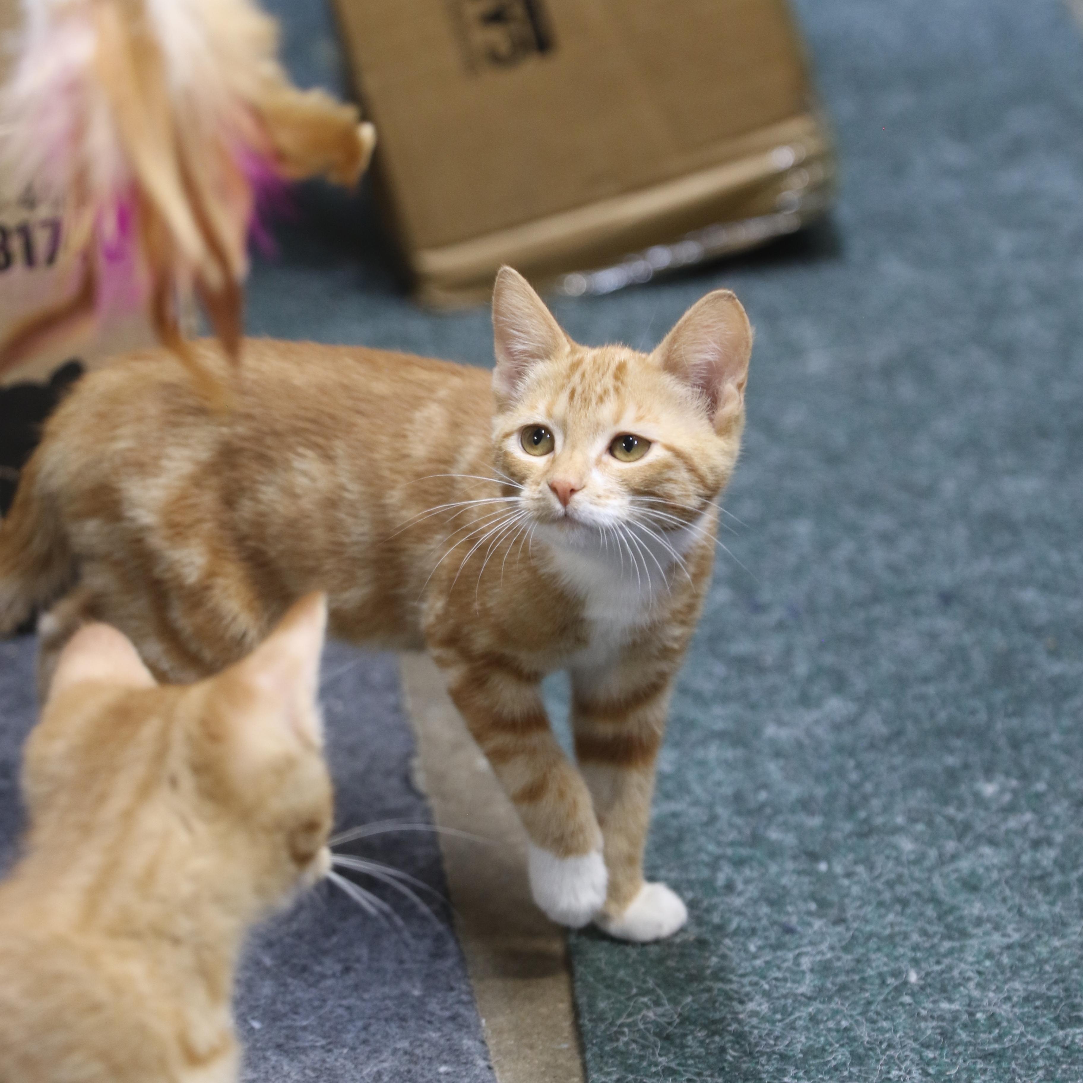 Bobbi, a ADOPTABLE Tabby in Cut Bank, MT image 3/5