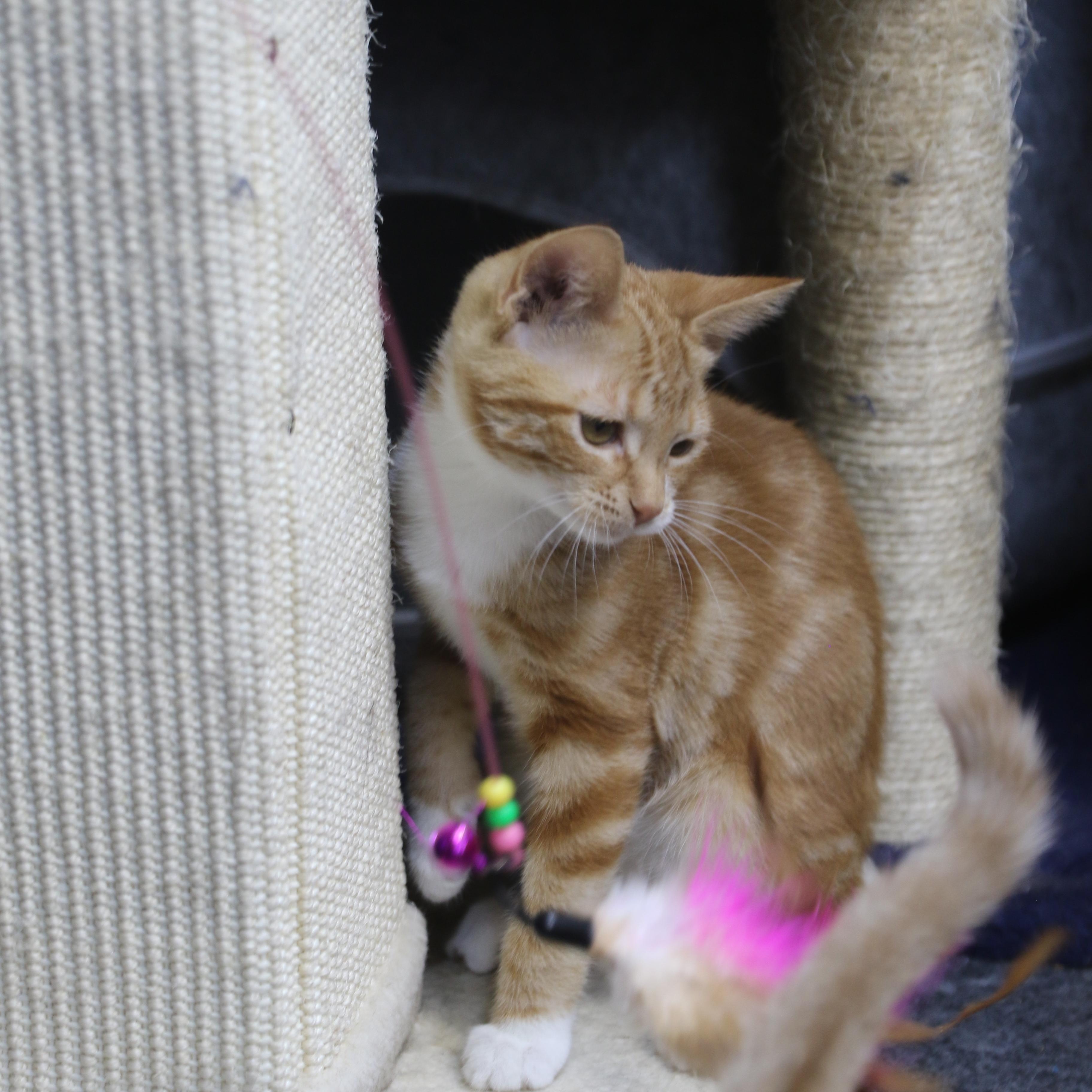 Bobbi, a ADOPTABLE Tabby in Cut Bank, MT image 5/5