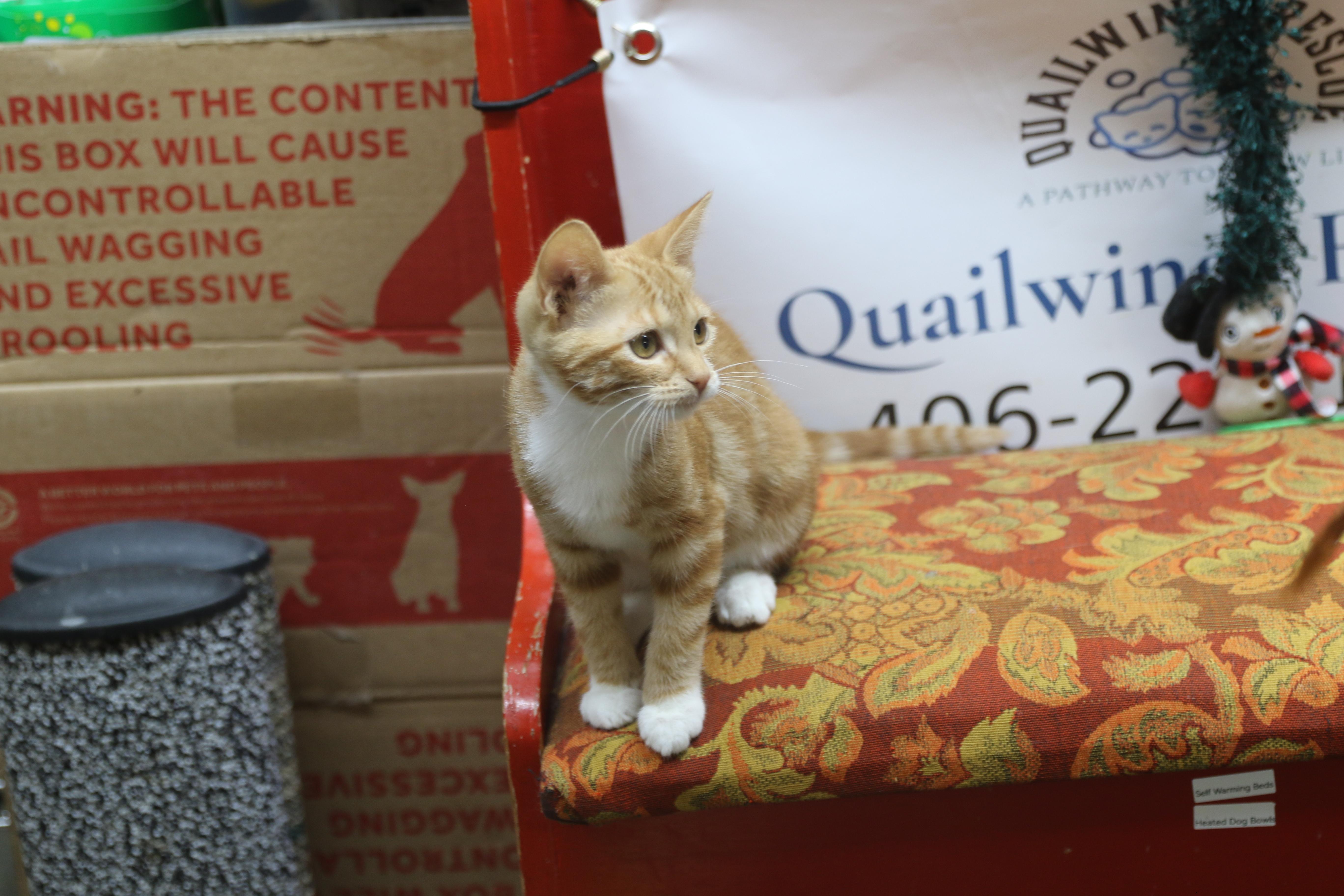 Bobbi, a ADOPTABLE Tabby in Cut Bank, MT image 4/5